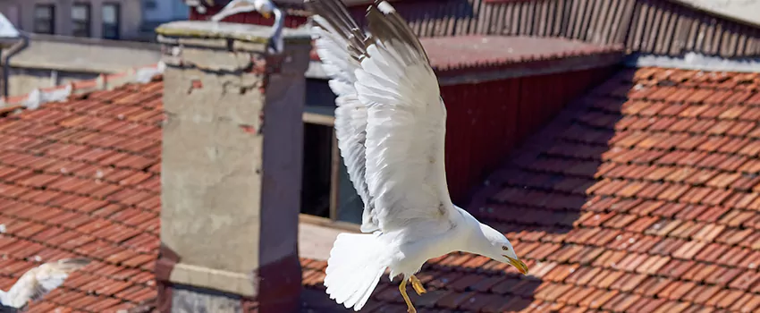 Residential Chimney Animal Removal Solution in Ruston, LA