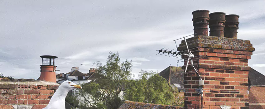 Chimney Cleaning And Restoration in Ruston, Louisiana